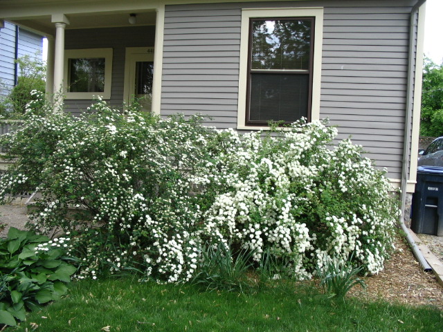 spirea bushes