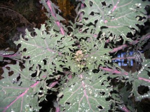 Kale