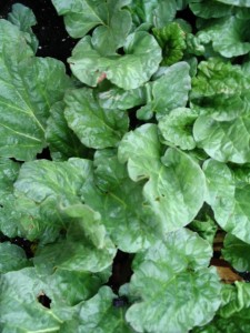 Rhubard