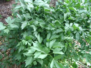 Lovage sprouting up in the garden