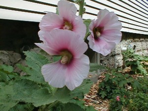 Hollyhocks