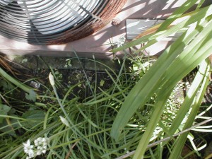 Smattering of chives