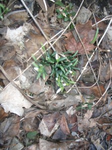snowdrops1