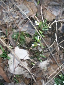 snowdrops2