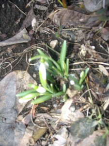 snowdrops3
