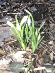 snowdrops4