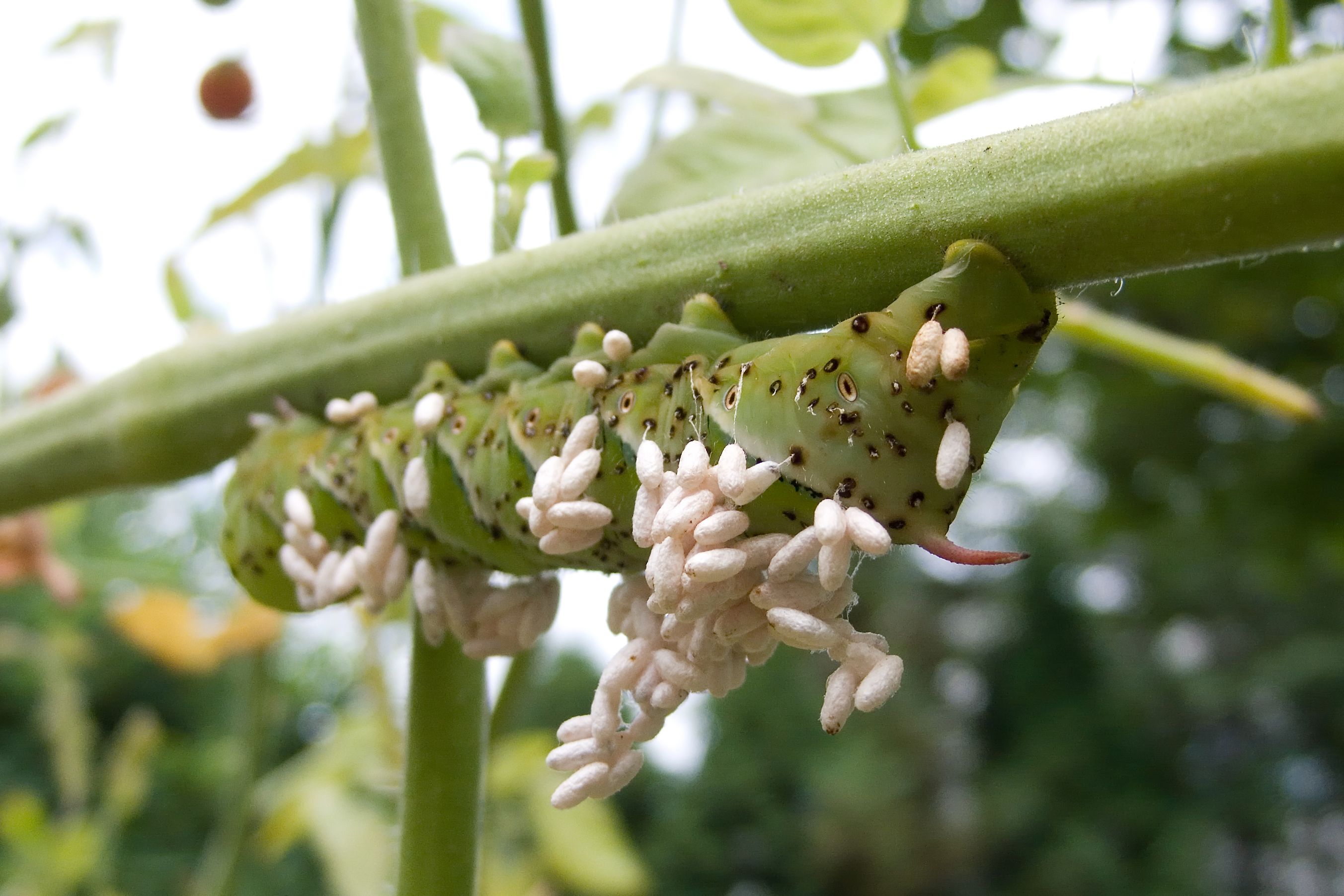 download green hornworm