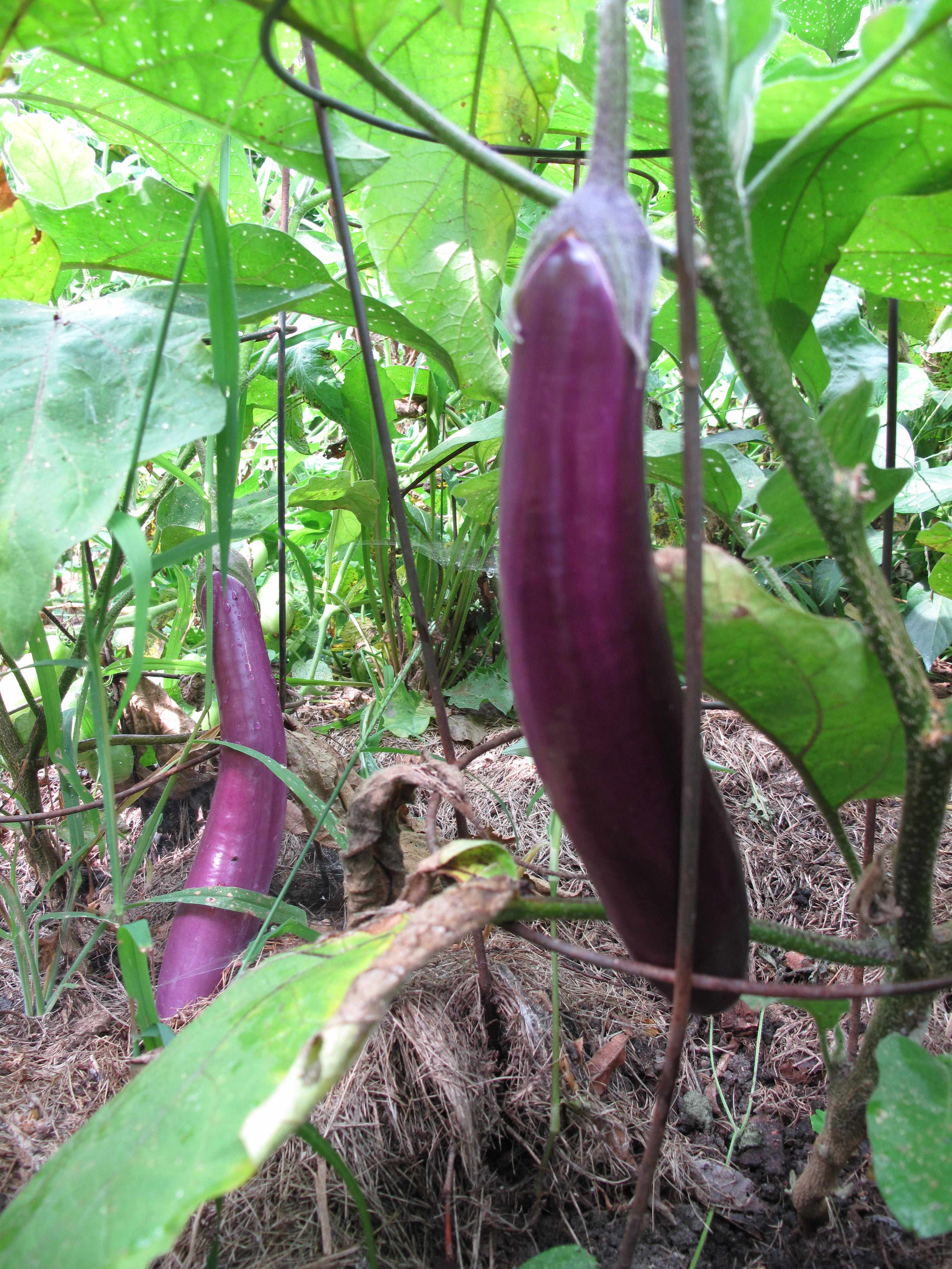 japanese eggplant plant