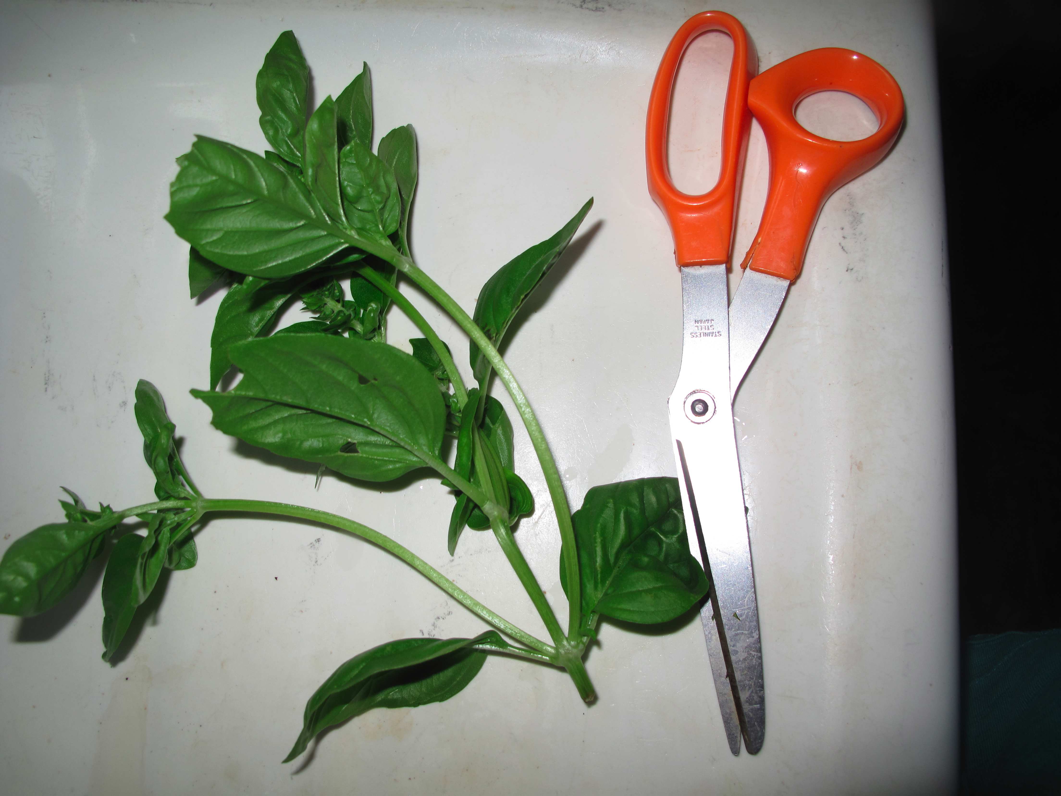 What are some tips for pruning basil?