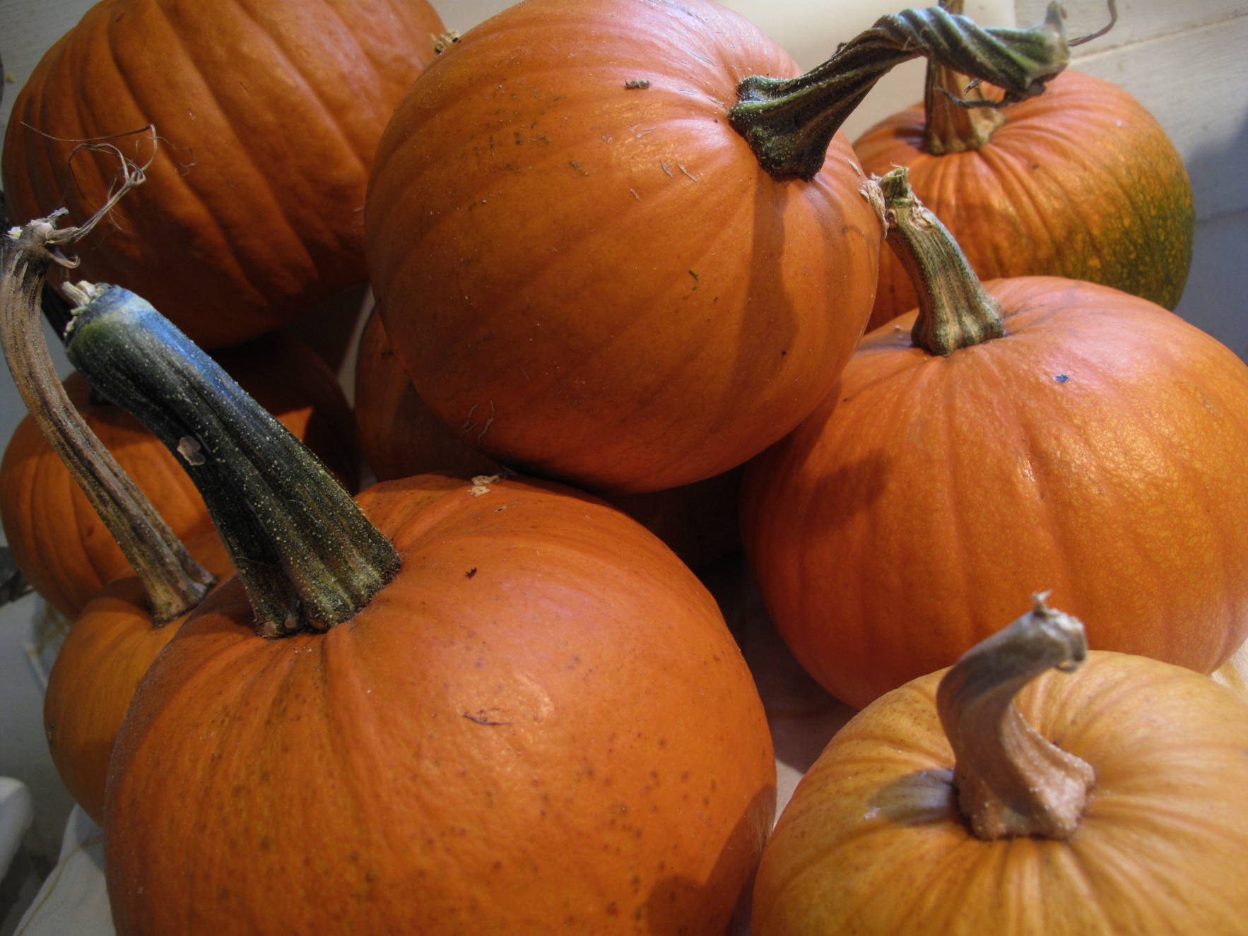 pie pumpkins varieties