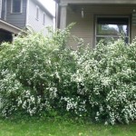 spirea_11