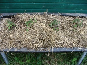 Tomatoes in raised bed, with heavy mulch
