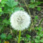 dandilion