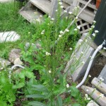 horseradish-in-bloom