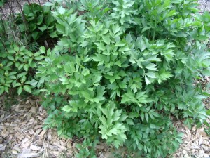 Lovage in the Garden