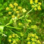 lovage-seeds