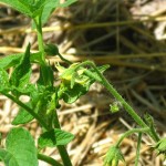 tomato-blossom