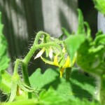 tomato-blossom-2