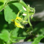 tomato-blossom-3