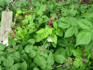 Black Raspberries