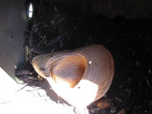 Old Straw Hat inside Compost Tumbler