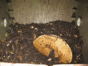 Old Straw Hat in the Compost 