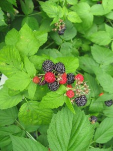 Ripe Black Raspberries
