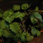 Brassica Seedlings from Frog Holler