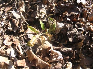 Tomato seedling with frost damage