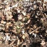 frost3