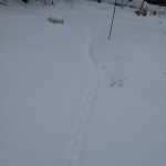 Cat tracks in urban snow