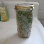 Home-grown Jar of Mung Bean Sprouts