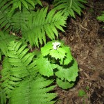 Garlic Mustard