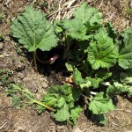 Rhubarb with hole