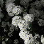 Spirea