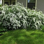 Spirea10