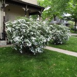 Spirea12