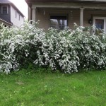 Spirea8