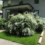 Spirea9