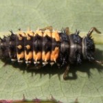 ladybug-larvae