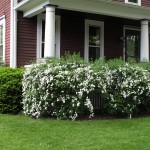 spirea2