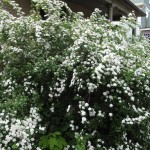 spirea3