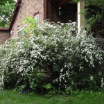 spirea4