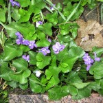 violets