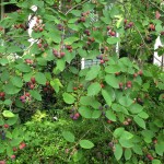 Serviceberry Tree