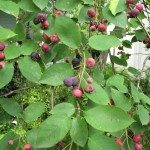 Serviceberry Tree