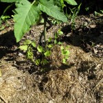 weed around tomatoes