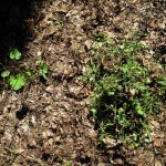 weeds as mulch