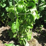 Basil in tomato cage