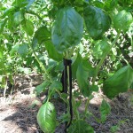 Basil plant tied to a stake